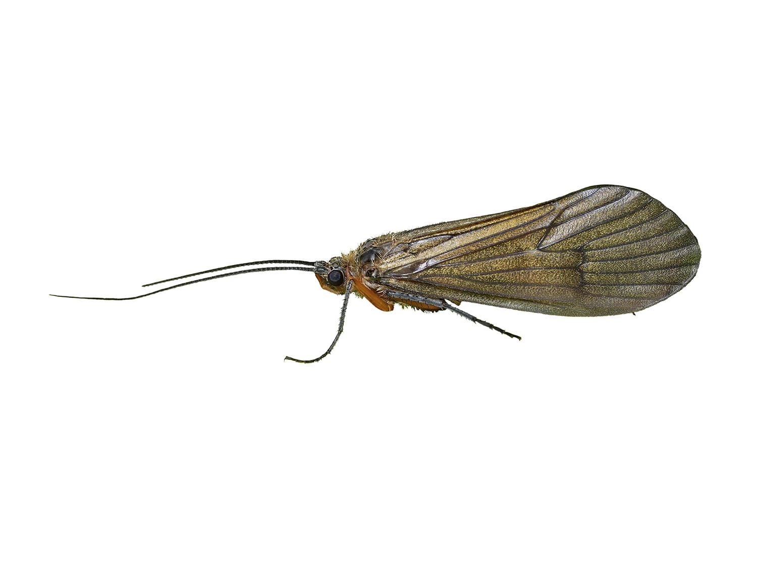 Adult caddisfly specimen with tent shaped wings and long antennae on white background
