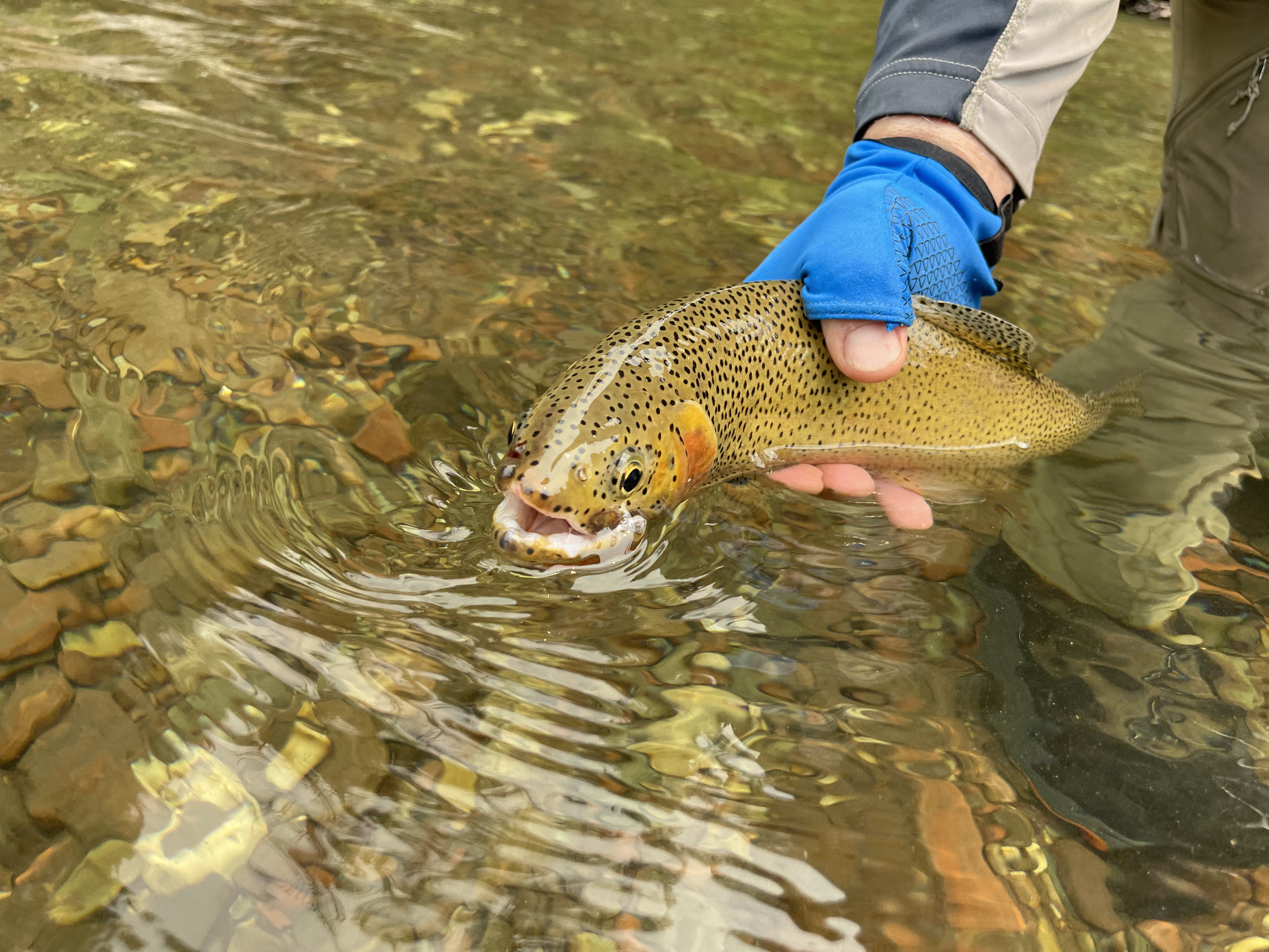 Angler releasing brown trout in clear mountain stream water