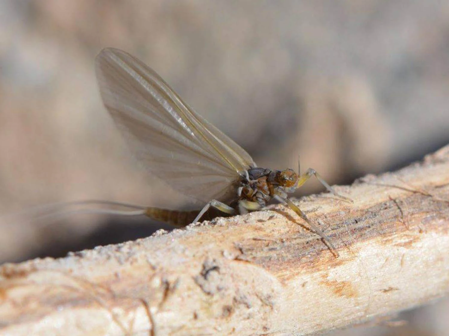 Close up macro photo of Blue Wing Olive mayfly adult on wood surface showing wing detail and body coloration